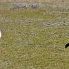 Male and Female Upland Geese, Chacabuco Valley - Patagonia